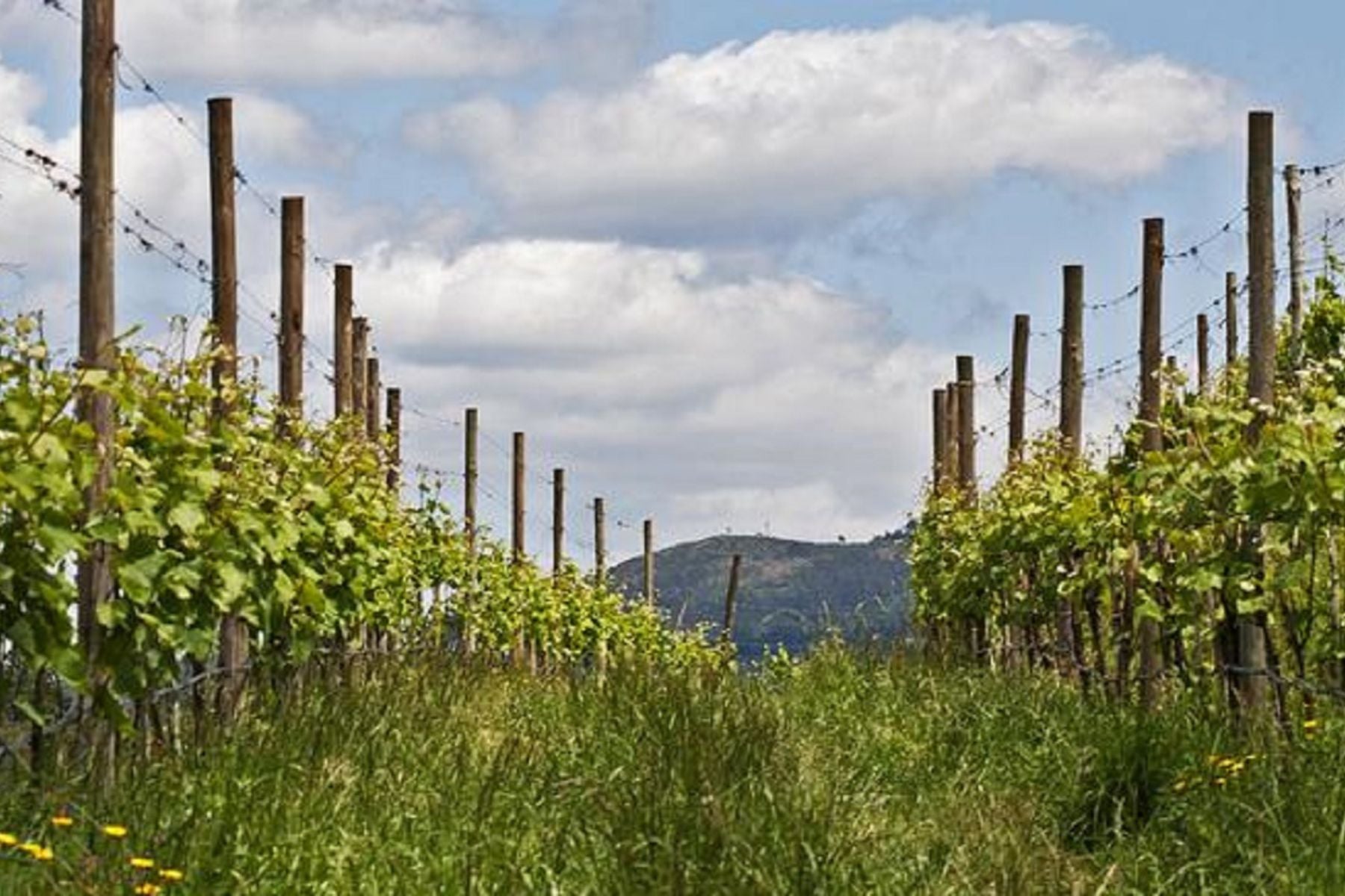 Alvarinho vineyards in Alto Minho, Northern Portugal